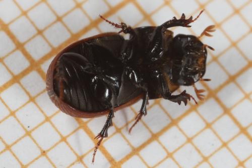 Réf. 113 819 : Aphodius sp.
