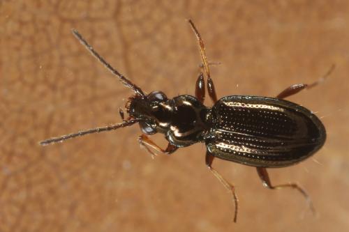 Réf. 113 164 : Bembidion lampros