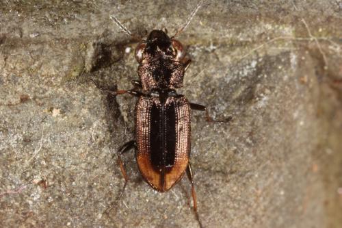 Réf. 113 484 : Notiophilus biguttatus