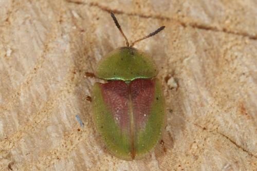 Réf. 113 845 : Cassida rufovirens