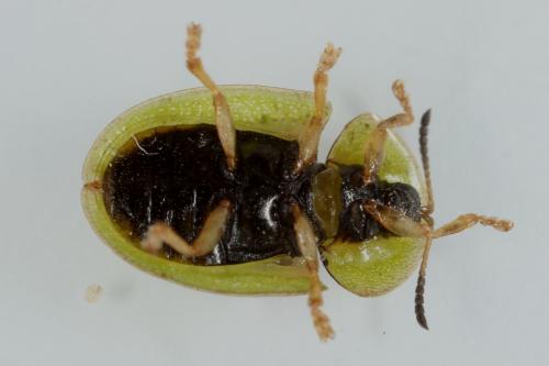 Réf. 113 846 : Cassida rufovirens