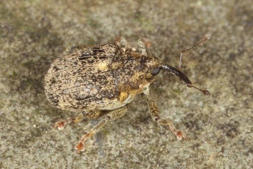 Réf. 113 416 : Ceutorhynchus pallidactylus