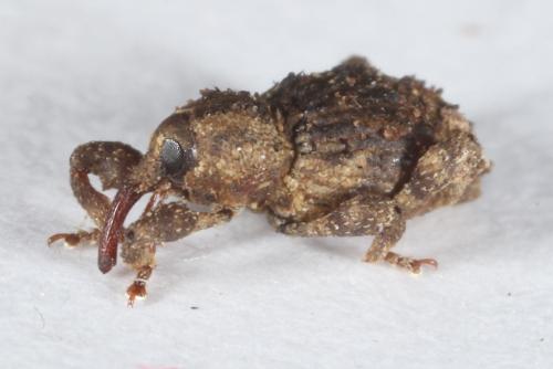 Trachodes hispidus