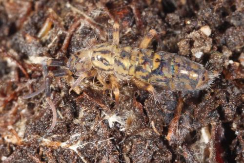 Réf. 113 342 : Orchesella villosa