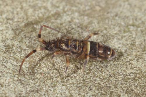 Orchesella cincta