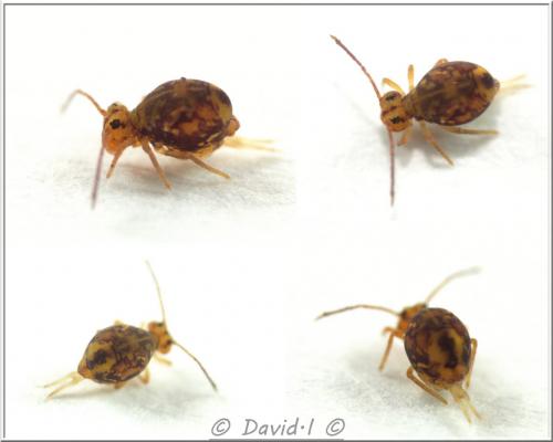 Dicyrtomina ornata