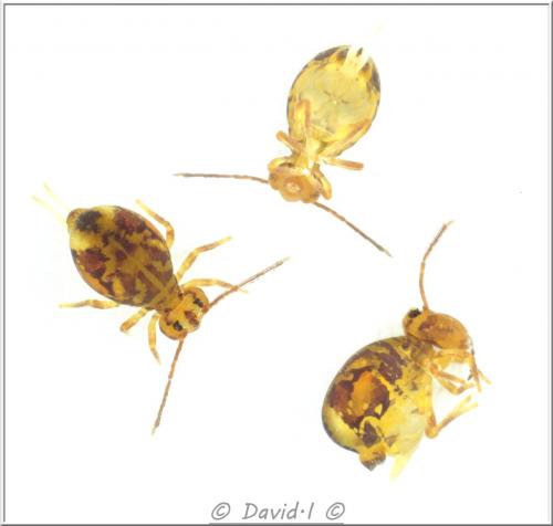 Dicyrtomina ornata