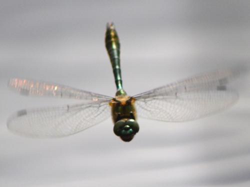 Cordulia aenea