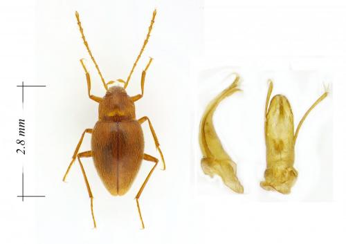 Diaprysius serullazi