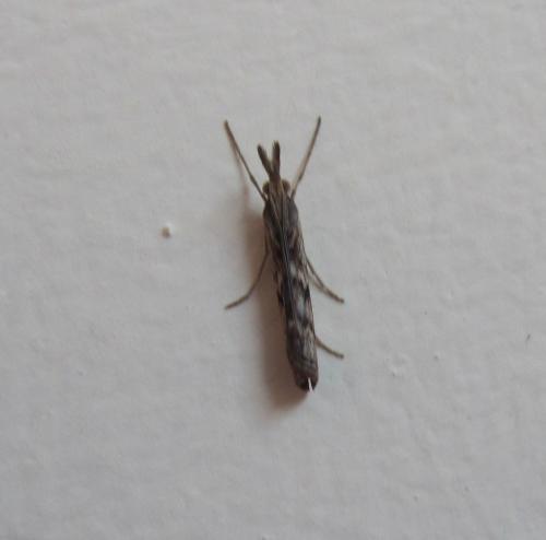 Pediasia sp.