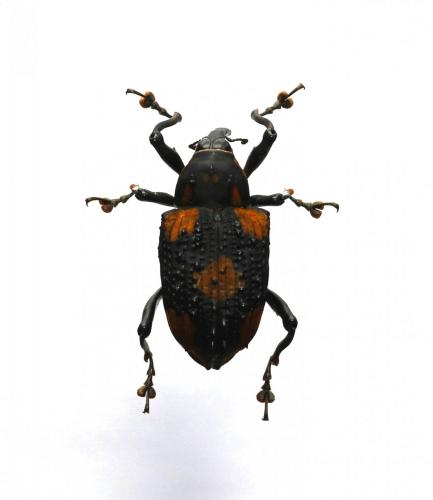 Cratosomus dejeanii