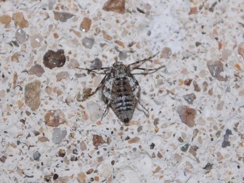 Réf. 113 360 : Operophtera sp.