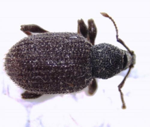 Otiorhynchus rugosostriatus