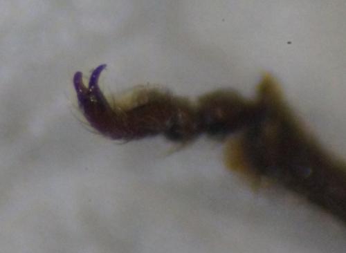 Otiorhynchus rugosostriatus