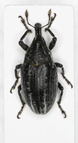 Réf. 113 932 : Larinus ursus