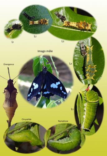 Papilio phorbanta