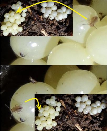 Dicyrtomina minuta