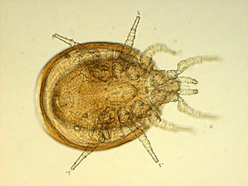 Uroobovella sp.
