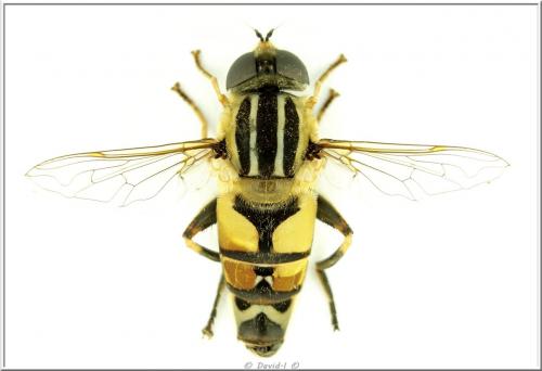 Helophilus trivittatus