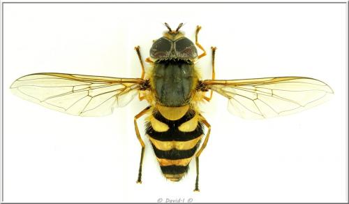 Syrphus sp.