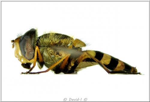 Syrphus sp.