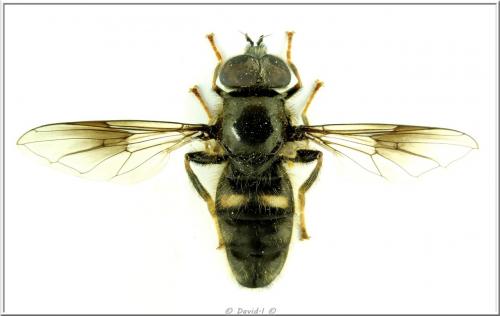 Pipiza sp.
