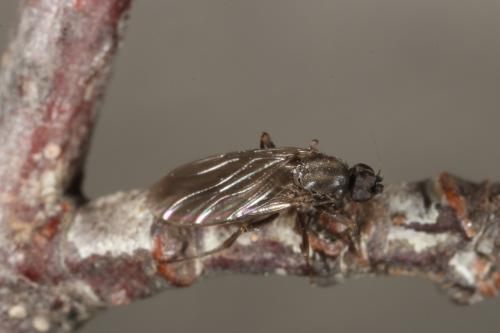 Gymnophora sp.