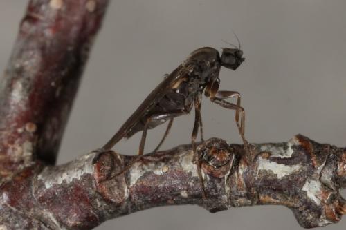 Gymnophora sp.