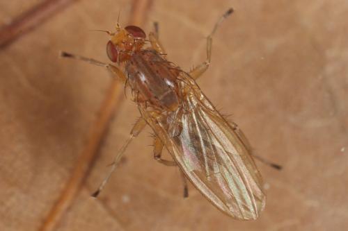 Suillia sp.