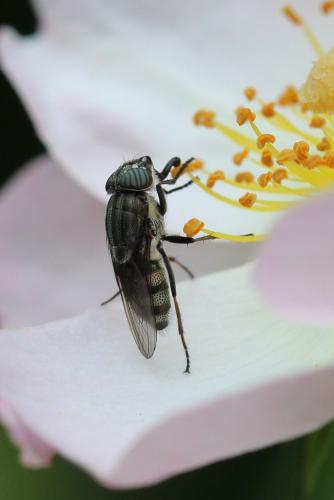 Stomorhina lunata