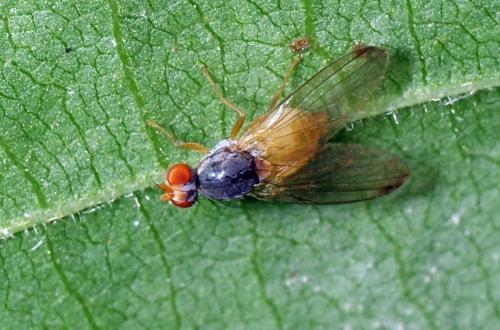 Palloptera sp.