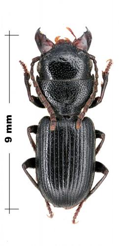 Dixus sphaerocephalus