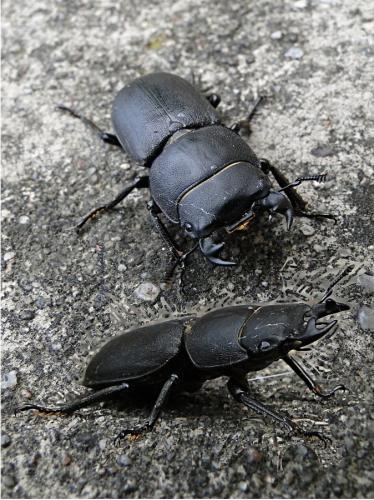 Réf. 113 541 : Dorcus parallelipipedus
