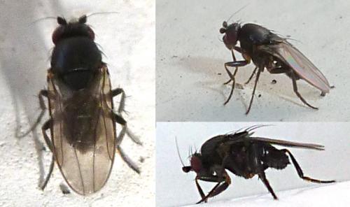 Limosininae