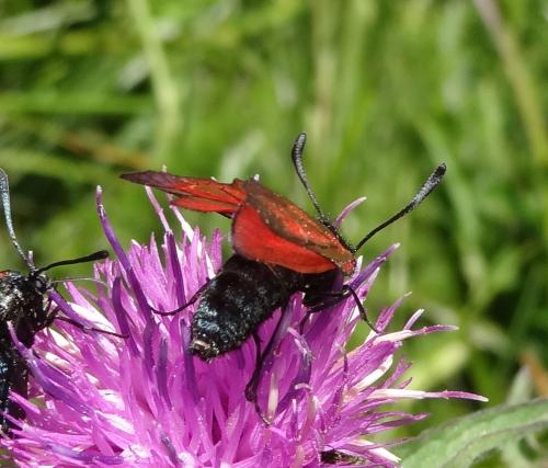 Zygaena purpuralis