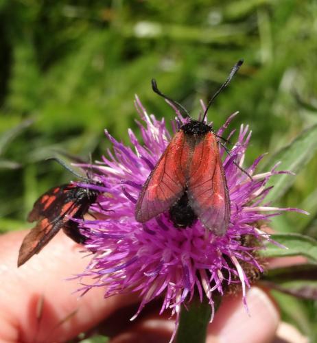 Zygaena purpuralis
