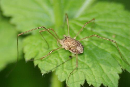Rilaena triangularis