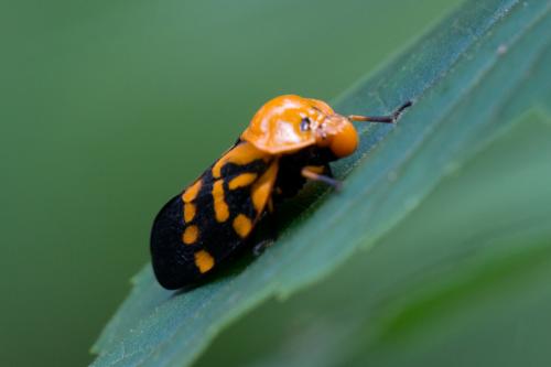Réf. 113 022 : Cosmoscarta sp.
