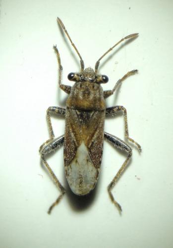 Réf. 113 214 : Henestaris laticeps
