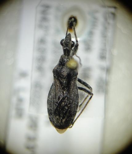 Réf. 113 355 : Coranus pericarti