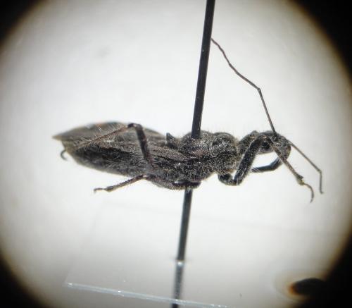 Réf. 113 356 : Coranus pericarti