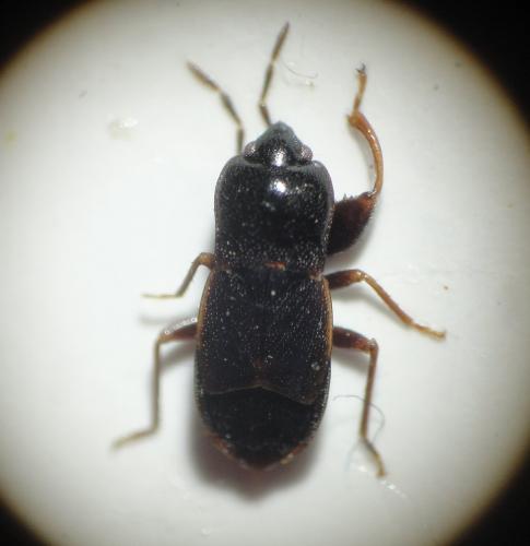 Plinthisus longicollis