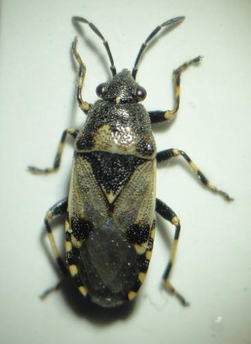 Heterogaster cathariae