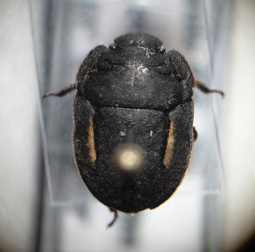 Réf. 113 746 : Odontoscelis sp.