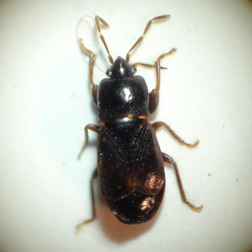 Plinthisus brevipennis