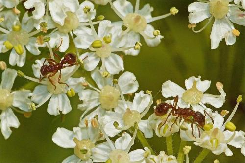 Réf. 113 926 : Myrmica ruginodis