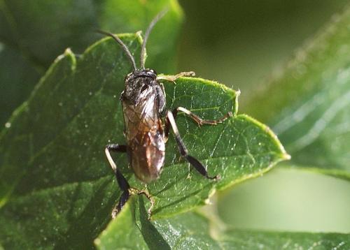 Réf. 113 279 : Nematus sp.