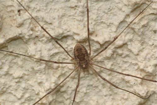 Phalangium opilio
