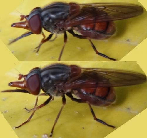 Rhingia campestris