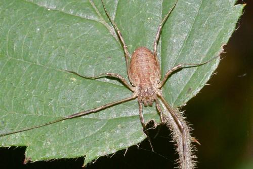 Oligolophus tridens